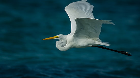 terbang burung putih di atas badan air pada siang hari, bangau, laut, Wallpaper HD HD wallpaper