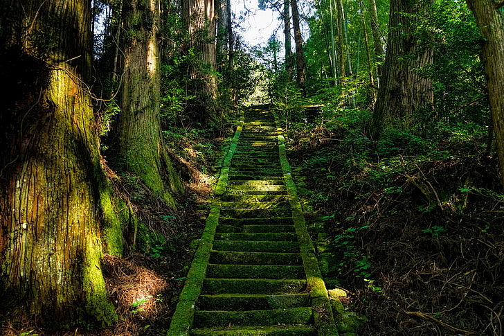 green staircase, stairs, moss, trees, japan, HD wallpaper