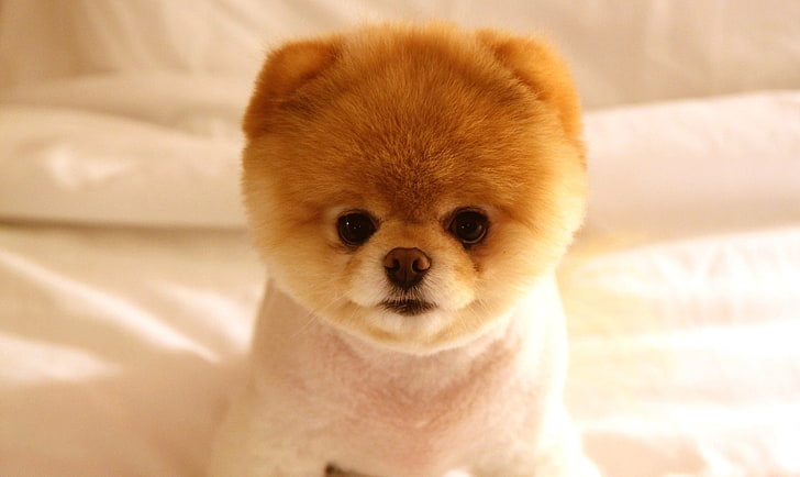 filhote de cachorro Pomeranian branco e marrom, filhote de cachorro, bonito, rosto, olhos, cãozinho, HD papel de parede