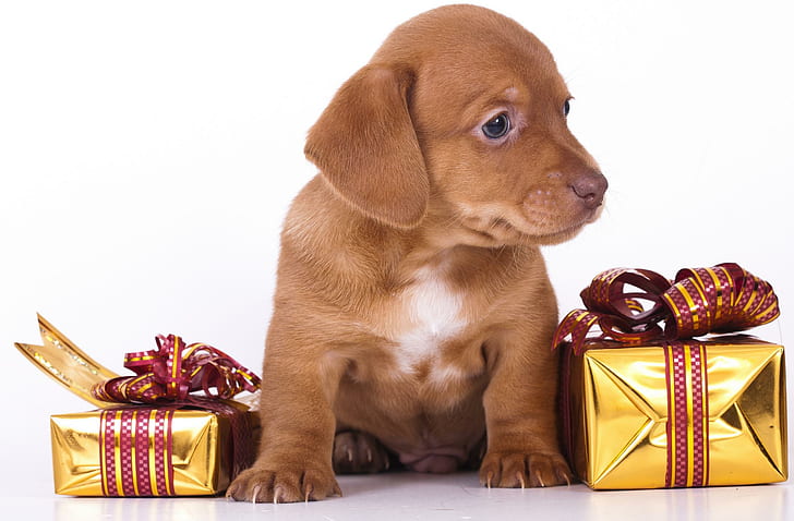 A Beautiful Gift, brown labrador retriever puppy, lovely, paws, gifts, merry christmas, puppy, present, beautiful, magic, animals, puppies, sweet, HD wallpaper