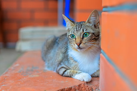 коричневый полосатый кот, животные, кот, HD обои HD wallpaper