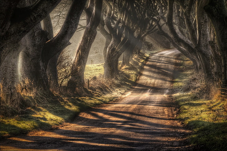 brown trees, landscape, sunlight, road, nature, trees, HDR, fence, HD wallpaper