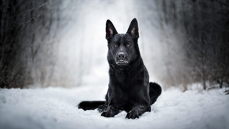 free download | Dogs, German Shepherd, Dog, Snow, HD wallpaper |  Wallpaperbetter
