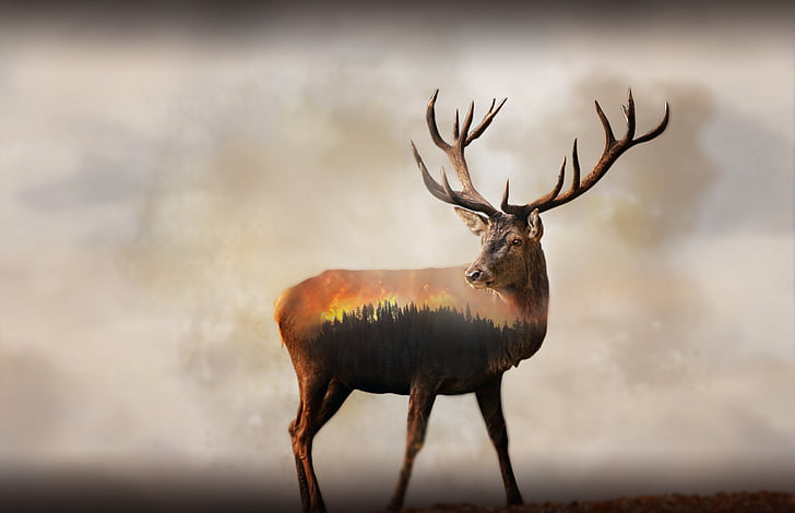 갈색과 검은 사슴 그림 디지털 벽지, 사슴, 숲, 불, 이중 노출, 4K, 8K, HD 배경 화면