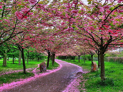 fiore, giappone Fiore, sakura, Sfondo HD HD wallpaper