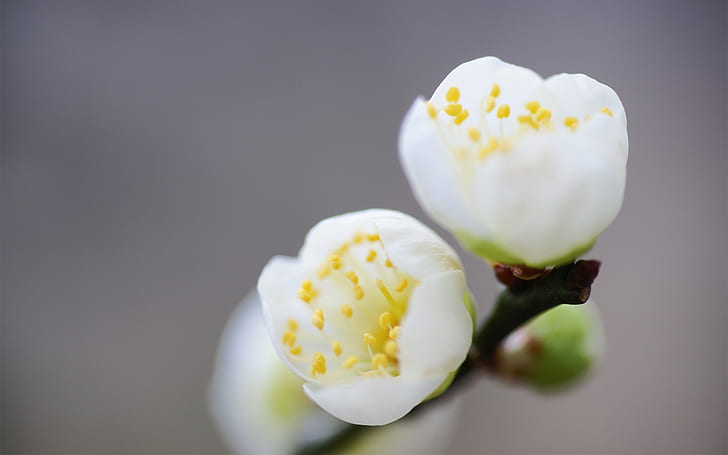 春の白い花マクロ写真、春、白、花、マクロ、写真、 HDデスクトップの壁紙