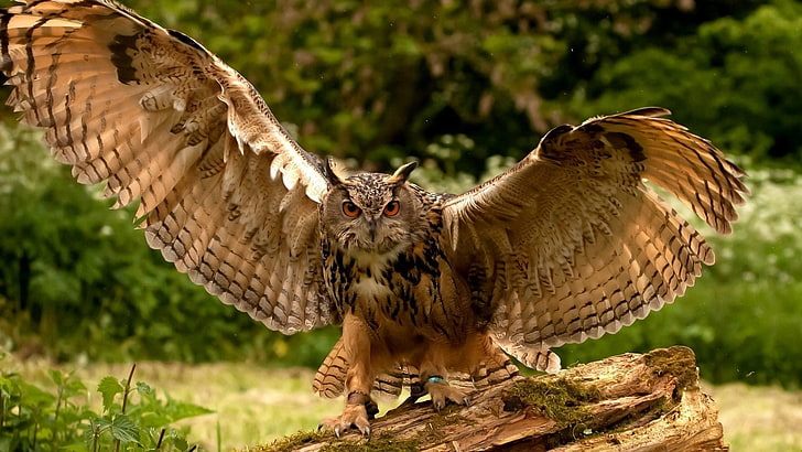 gray farm owl, owl, wings, flapping, predator, HD wallpaper