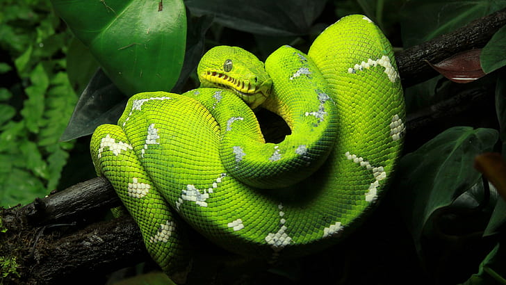 สัตว์เลื้อยคลานงูหลามสัตว์สีเขียวงูหลามต้นไม้, วอลล์เปเปอร์ HD