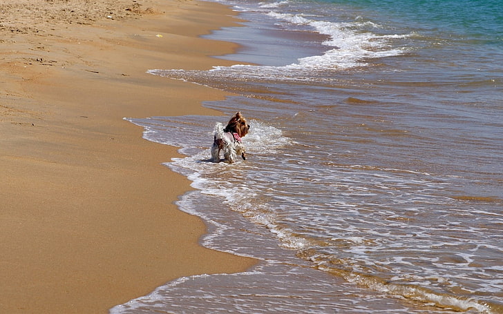 длинношерстная бело-коричневая собака, пляж, песок, прибой, прогулка, собака, HD обои