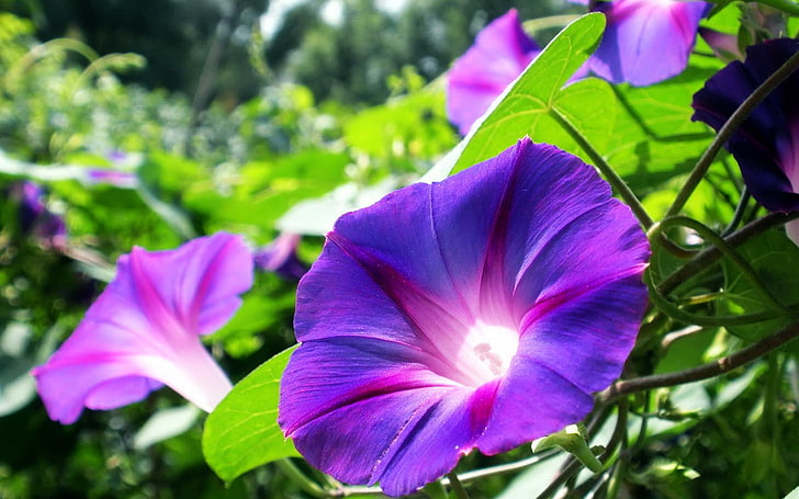 Papier peint Morning Glory Flower Photography 04, fleurs pétales violettes, Fond d'écran HD