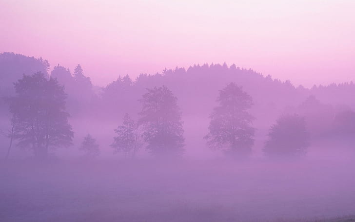 الصباح الباكر الوردي الضباب ، الغابات المطيرة ، المناظر الطبيعية ، الطبيعة ، اللون الوردي ، في الصباح الباكر، خلفية HD