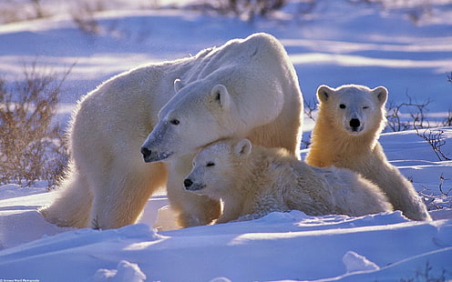 3つの白いシロクマ、シロクマ、クマ、家族、赤ちゃん、雪、散歩、 HDデスクトップの壁紙 HD wallpaper
