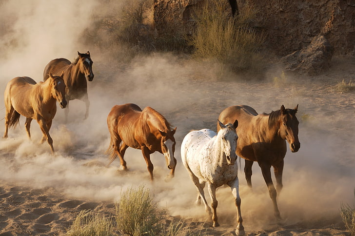 kuda putih dan empat coklat, kuda, kawanan, berlari, debu, Wallpaper HD