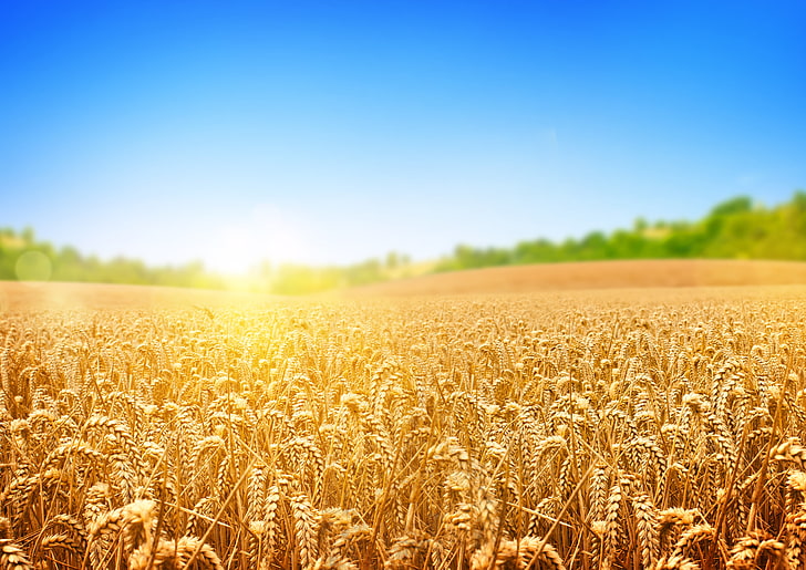 bouquet de blé, blé, champ, arbres, rayons du soleil, Fond d'écran HD