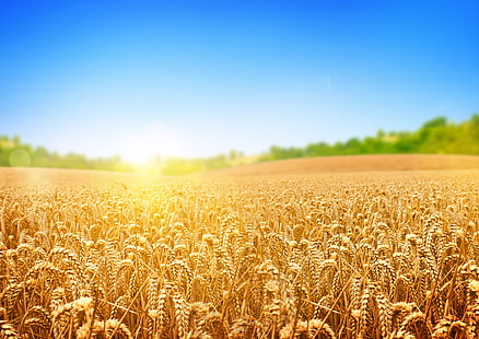 monte de trigo, trigo, campo, árvores, os raios do sol, HD papel de parede HD wallpaper