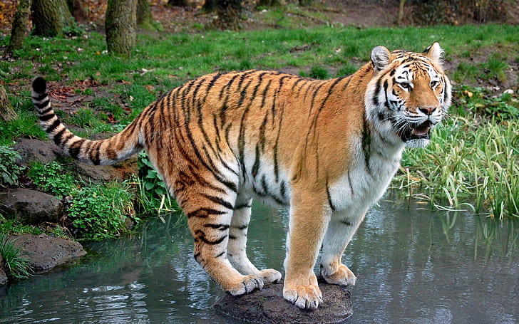 Tiger standing stone in creek, Tiger, Standing, Stone, Creek, HD wallpaper