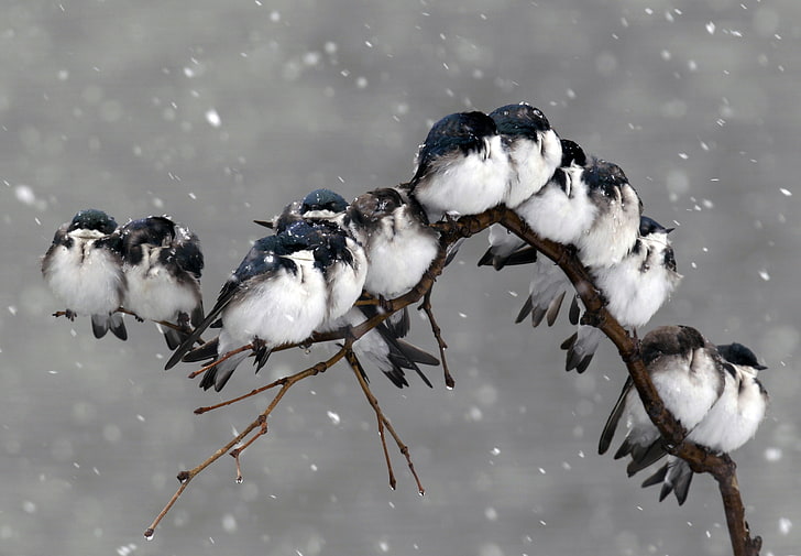 kawanan burung putih, burung, salju, Wallpaper HD