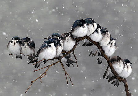 bandada de pájaros blancos, pájaros, nieve, Fondo de pantalla HD HD wallpaper