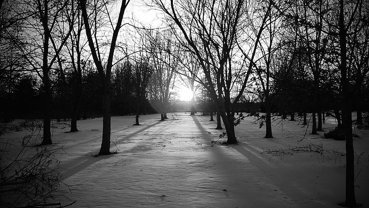 pemandangan, pohon, matahari terbenam, salju, monokrom, musim dingin, Wallpaper HD