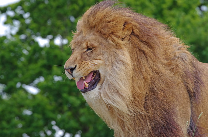 brunt lejon, lejon, tänder, rovdjur, stor katt, djurens kung, HD tapet