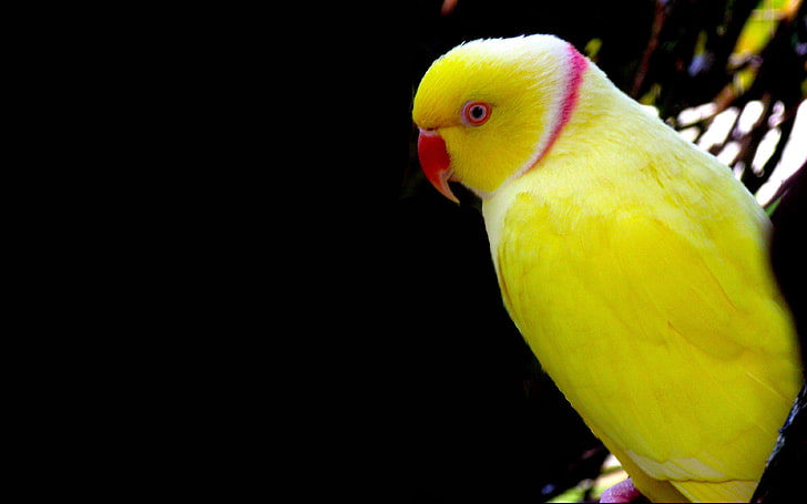 Żółta papuga Tapeta Hd na telefon komórkowy, laptop i komputer 9482, Tapety HD