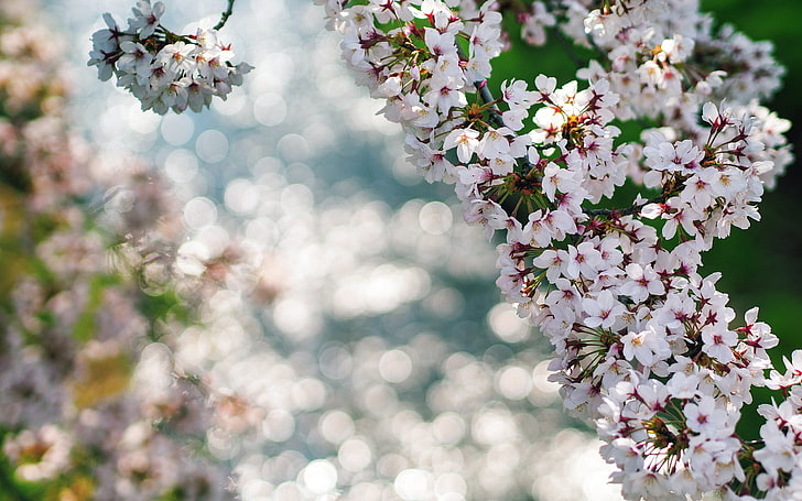 زهور بيضاء ، أغصان ، انعكاسات ، ربيع ، ماكرو ، زهور، خلفية HD