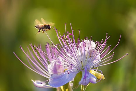 медоносная пчела, зависшая над пурпурным цветком в дневное время, медоносная пчела, пурпурный цветок, дневное время, каперсы, природа, Ретимно, Крит, млекопитающее, насекомое, пчела, цветок, растение, лето, опыление, крупный план, макро, пыльца, на открытом воздухе, HD обои HD wallpaper