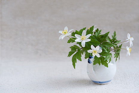 белые лепестковые цветы, цветы, букет, ваза, HD обои HD wallpaper