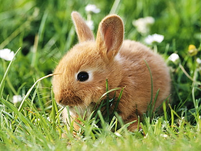 Кролик Кролик HD, животные, кролик, зайчик, HD обои HD wallpaper