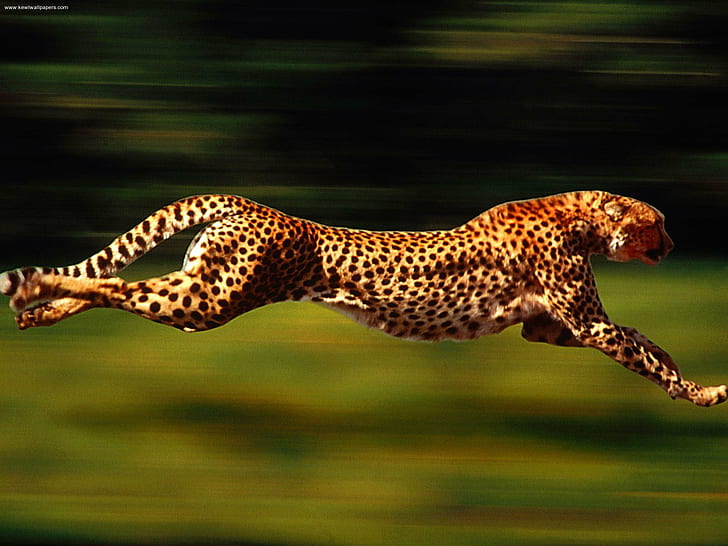 foto selettiva di leopardo, velocità, ghepardo, selettiva, foto, leopardo, animali, maculato, animale, natura, safari Animali, natura, africa, animali allo stato brado, mammifero, gatto non addomesticato, felino, carnivoro, savana, Sfondo HD
