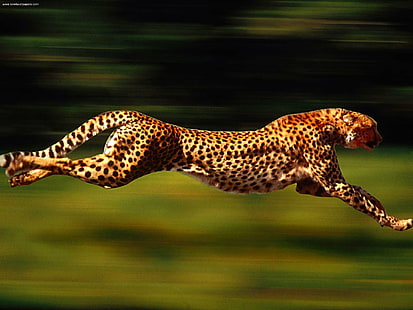 selective photo of leopard, Velocity, Cheetah, selective, photo, leopard, animals, spotted, animal, wildlife, safari Animals, nature, africa, animals In The Wild, mammal, undomesticated Cat, feline, carnivore, savannah, HD wallpaper HD wallpaper
