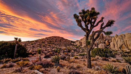 Krajobraz Tapety Hd Park Narodowy Joshua Tree w Kalifornii w Stanach Zjednoczonych, Tapety HD HD wallpaper
