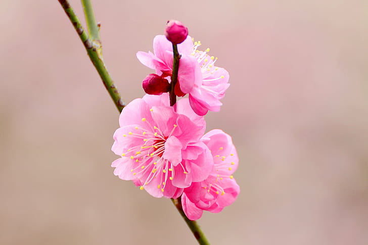 pink Cherry Blossom in closeup photo, japanese apricot, plum, japanese apricot, plum, Japanese Apricot, Plum Blossom, 紅梅, Cherry Blossom, closeup, Cloudy, Weather, Dull, Kanagawa, Yokohama, Aoba Ward, Cho, Park, Furusato, Village, Nature, Plant, Flower, Rosaceae, Prunus, Chinese Plum, Cool, Brilliant, Beautiful, Pretty  Sweet, Sweet  Lovely, Cute, Color  Red, Crimson  Red, Photo, Photograph, Picture, Shot, Macro, Bokeh, Nikon  D5100, AF, NIKKOR, F/1, 8G, Kenko, MC, CLOSE-UP, No.3, CLUB, Nikon AF, f / 1, pink Color, petal, flower Head, springtime, branch, freshness, blossom, beauty In Nature, HD wallpaper
