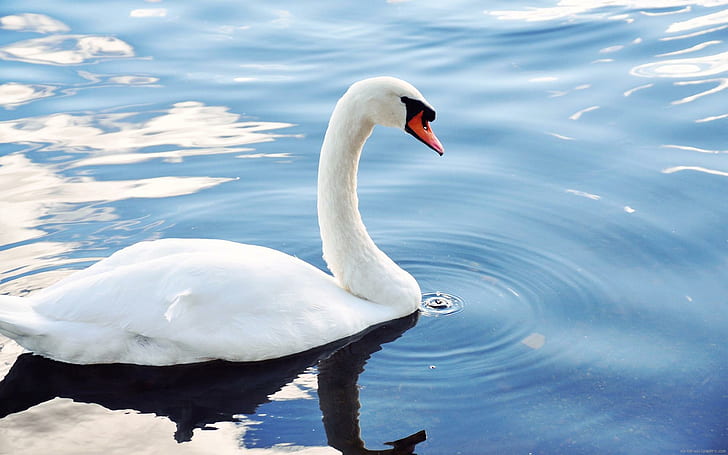 White swan on a lac, white swan, swan, water, lac, bird, animal, white, HD wallpaper