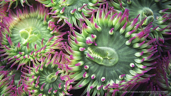Pink-Tipped Surf Anemones, Kepulauan Gulf Selatan, Pulau Vancouver, Ocean Life, Wallpaper HD HD wallpaper