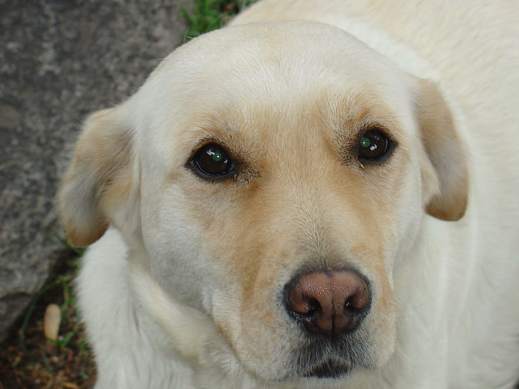 Labrador'ım, sarı labrador retriever, labrador, tatlı, köpekler, hayvanlar, HD masaüstü duvar kağıdı