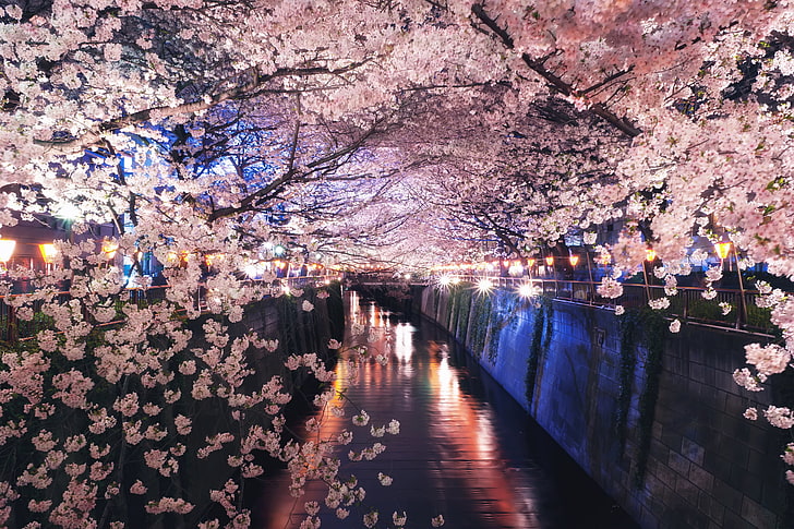 вишня в цвету, ночь, огни, весна, Япония, сакура, канал, цветение, HD обои