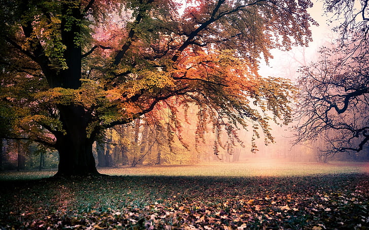 黄金の秋、自然、木、葉、霧、夜明け、黄金、秋、自然、木、葉、霧、夜明け、 HDデスクトップの壁紙