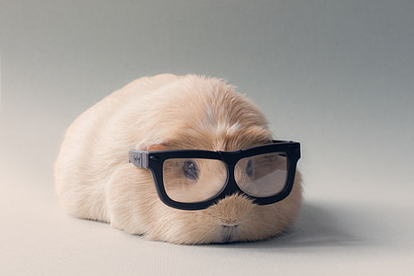 حيوان ، خنزير غينيا ، لطيف ، نظارات، خلفية HD HD wallpaper