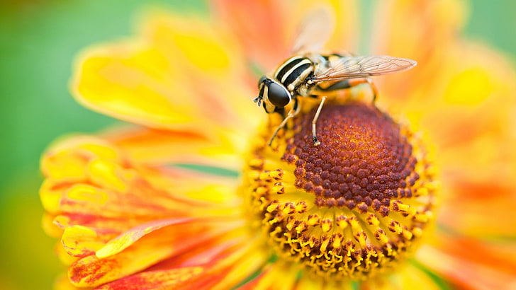 gelbe Blume, Blumen, Makro, Wespen, Insekt, gelbe Blumen, HD-Hintergrundbild