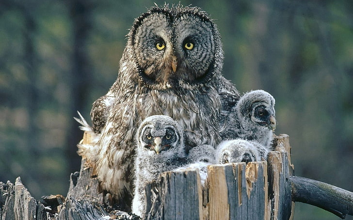 owls, family, birds, baby, HD wallpaper