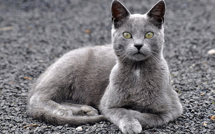 gatto grigio, gatto, bugia, guarda, grigio, Sfondo HD