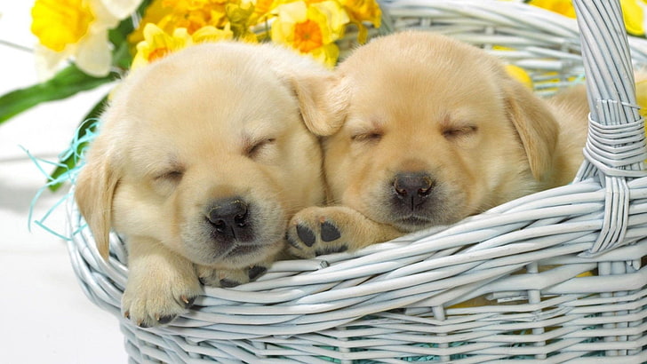 Dogs, Puppy, Adorable, Animal, Basket, Close-Up, Cute, Golden Retriever, HD wallpaper