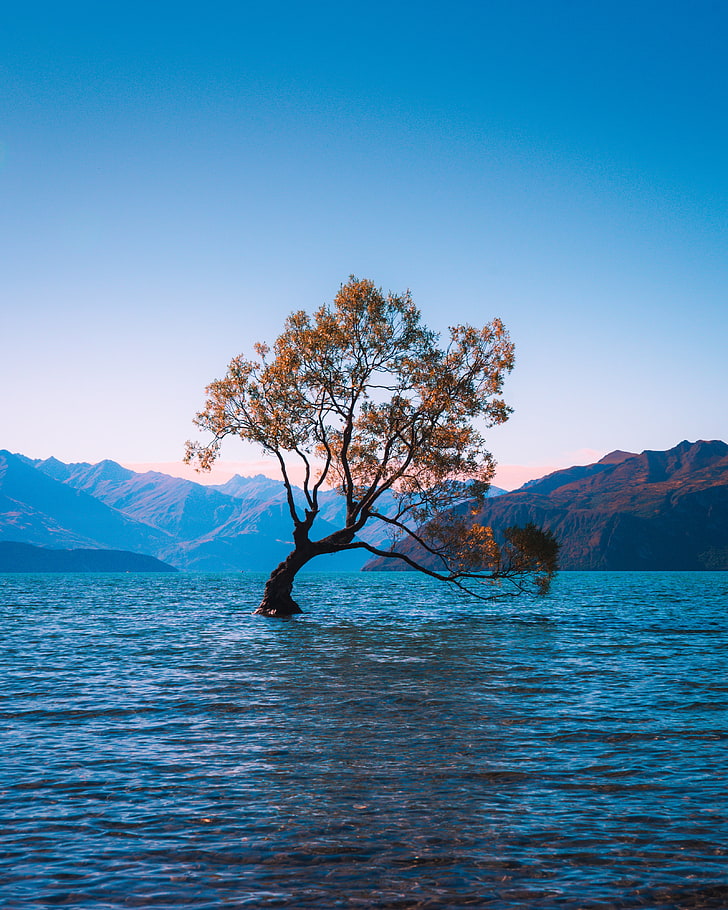리, 호수, 외로운, 와나카, 뉴질랜드, HD 배경 화면, 핸드폰 배경화면