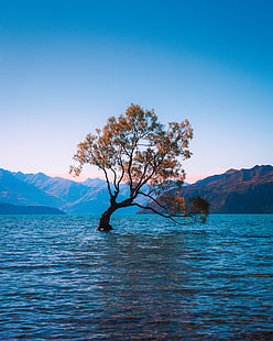 リー、湖、孤独、ワナカ、ニュージーランド、 HDデスクトップの壁紙 HD wallpaper