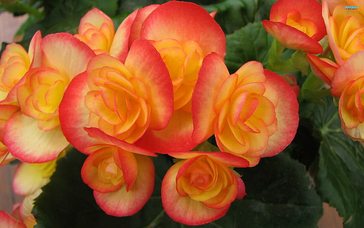 ~ Exquisite Begonia ~, różowo-pomarańczowo-białe płatki kwiatów, wiosna, pomarańcza, ładna, begonia, kwiaty, różowy, przyroda i krajobrazy, Tapety HD