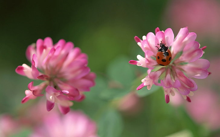 pink petaled flower, clover, ladybug, crawling, insect, HD wallpaper