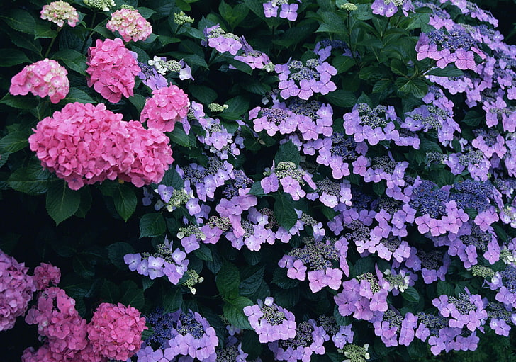 pink and purple flowers, hydrangea, diverse, colorful, garden, HD wallpaper
