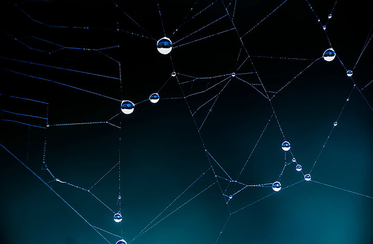 jaring laba-laba putih dengan tetesan air, pandangan dekat jaring laba-laba dengan tetesan embun, jaring, jaring laba-laba, makro, Wallpaper HD