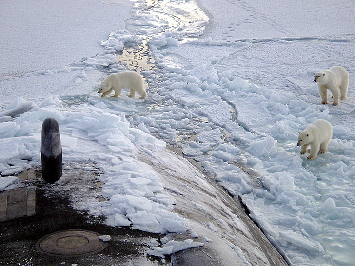 łódź podwodna, niedźwiedzie polarne, lód, wojsko, Arktyka, zwierzęta, pojazd, Tapety HD